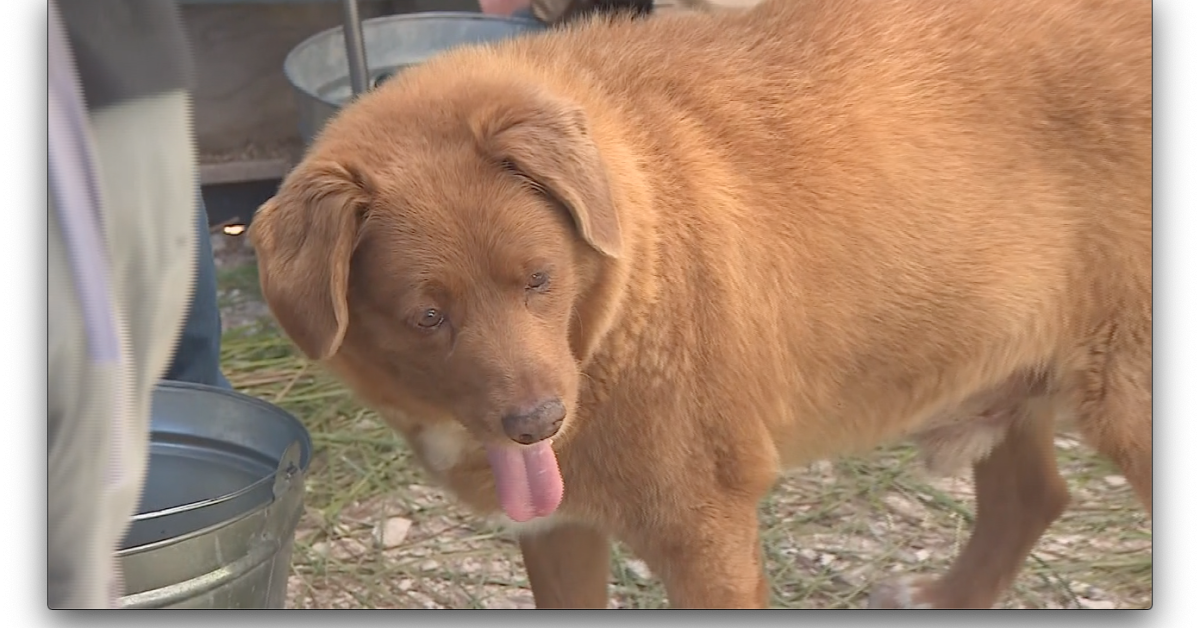 World's oldest dog turns 31 Just The News